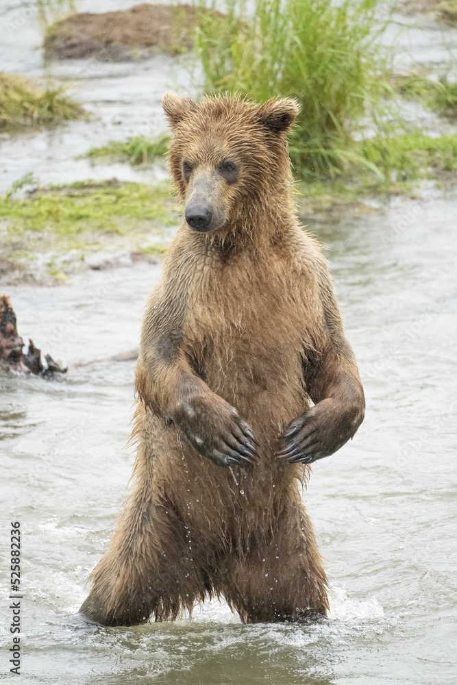 Brown Bear (Grizzly) standing in water in light rain Brown Bear (Grizzly) standing in water in light rain
