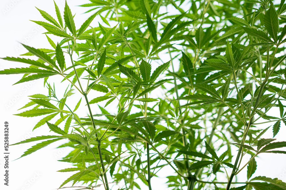 cannabis marijuana plant cannabis marijuana plant
