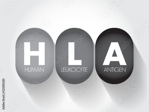 HLA Human Leukocyte Antigen - complex of genes on chromosome 6 in humans which encode cell-surface proteins, acronym text concept background