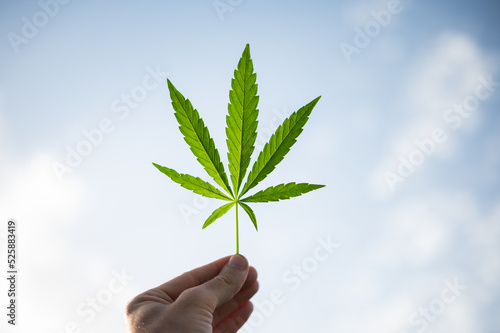 cannabis sativa green leaf