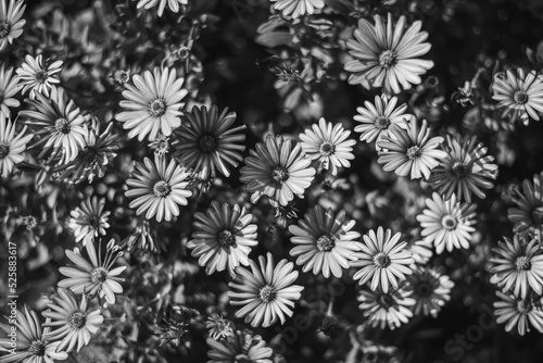 flores en blanco y negro photo