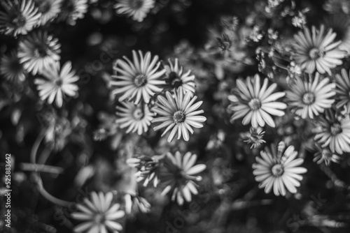 flores en blanco y negro
