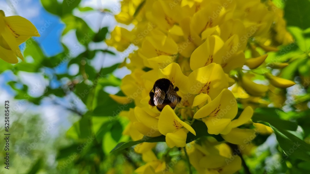 bee on a yellow flower