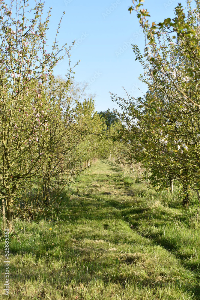 orchard rows
