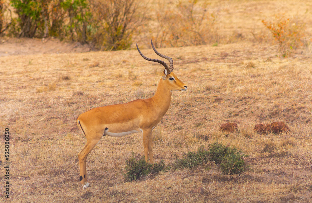 Maasai mara Impala standing in the park Maasai mara Impala standing in the park