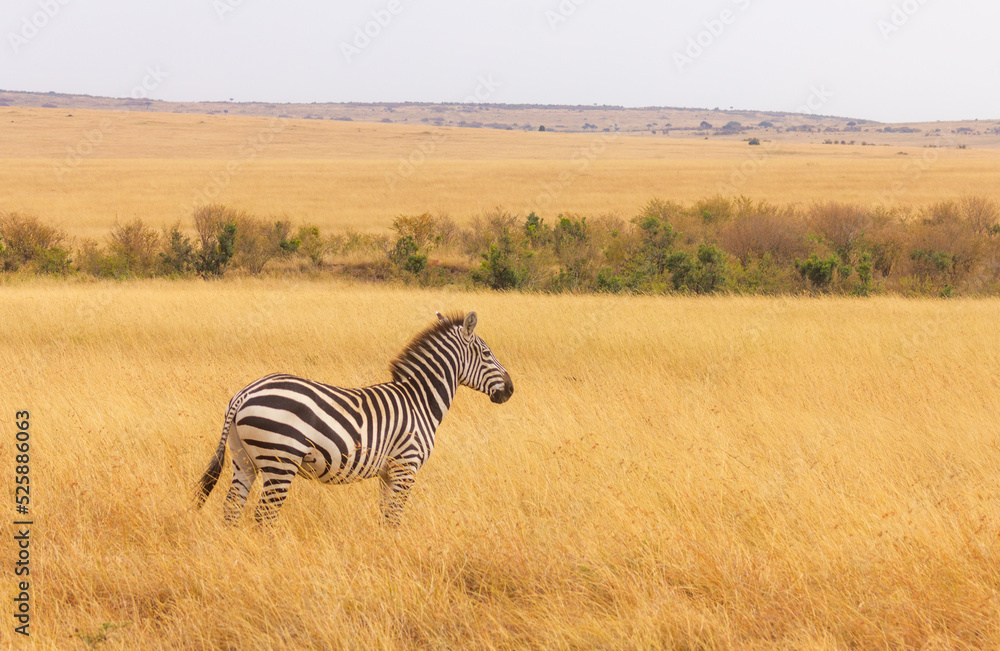 Fototapeta premium Zebras in a national park during a safari