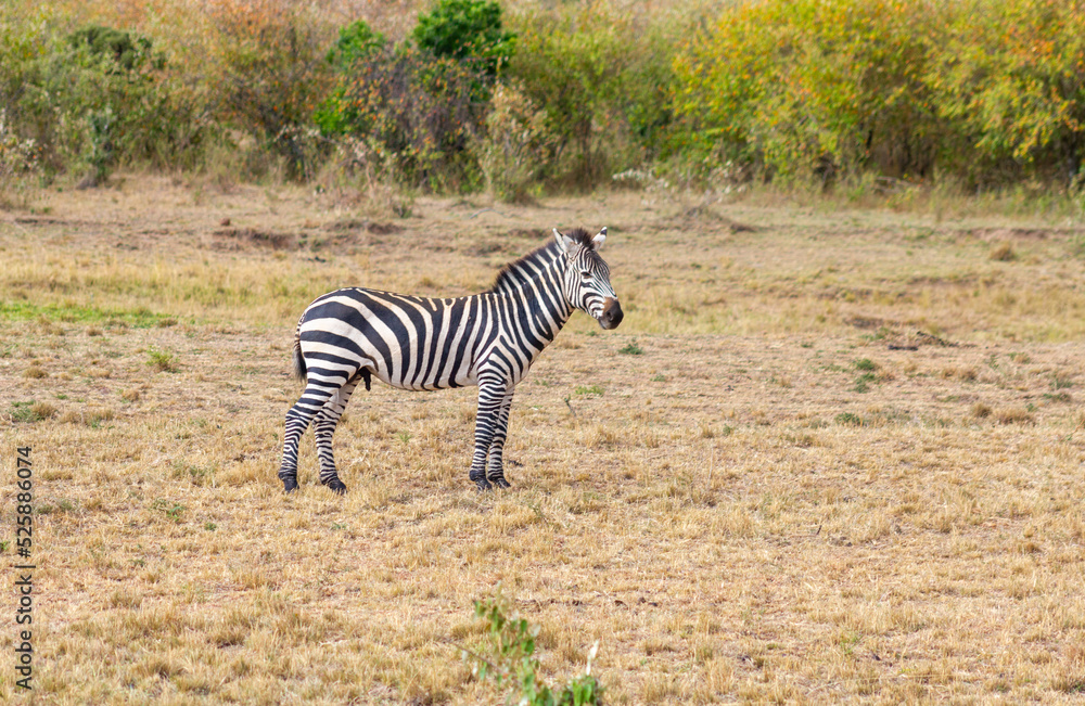 Naklejka premium Zebras in a national park during a safari