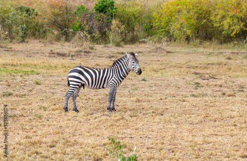 Zebras in a national park during a safari