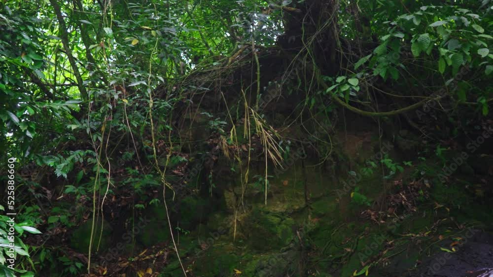 Trees at Forest and a Small Waterfall Flowing Below it Trees at Forest and a Small Waterfall Flowing Below it