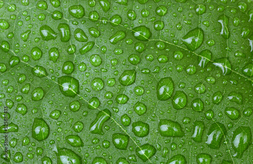 Green leaf with water drop. Nature horizontal background.