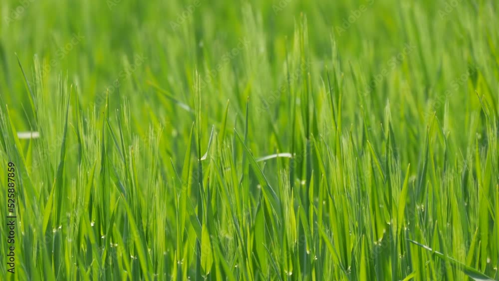 Green fresh young wheat in the fields grows and ripens for the future harvest Green fresh young wheat in the fields grows and ripens for the future harvest