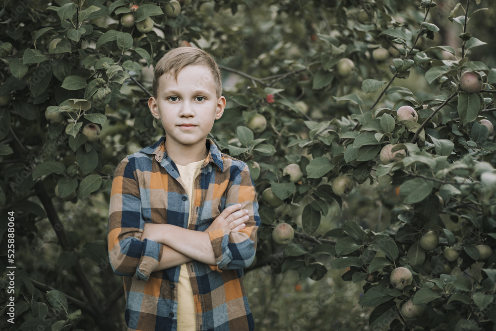 Kid teen boy picking a apple from a tree in a garden.