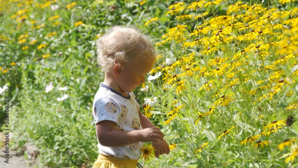 1.5 year old toddler playing on footpath in the park. Kid touching yellow flowers on the lawn in the park on summer day. Little child playing on the nature outdoors. 1.5 year old toddler playing on footpath in the park. Kid touching yellow flowers on the lawn in the park on summer day. Little child playing on the nature outdoors.