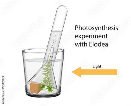 Photosynthesis experiment with Elodea Illustration photo