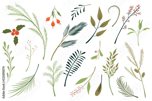Set of fir branches vector illustration. Christmas tree, holly tree, mistletoe, winter greenery set