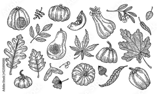 Vector illustration of autumn leaves and pumpkins in engraving style. Graphic linear oak leaf, acorns, berries, maple leaves, ginkgo, pumpkins