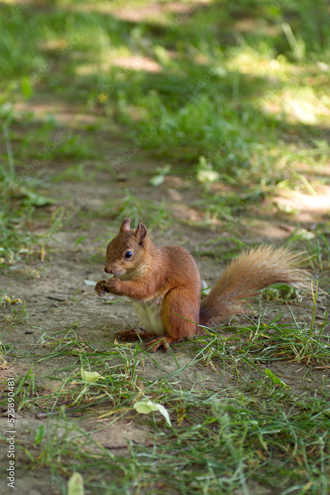 A red squirrel with a fluffy tail sits on the ground during the day