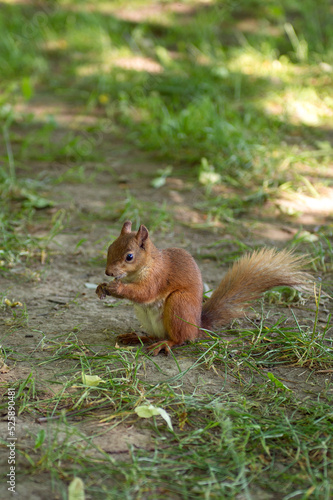 A red squirrel with a fluffy tail sits on the ground during the day © Julia Jones