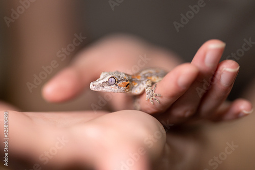 Pet Gargoyle gecko