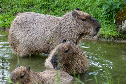 Capybara, Hydrochoerus hydrochaeris grazing on fresh green grass