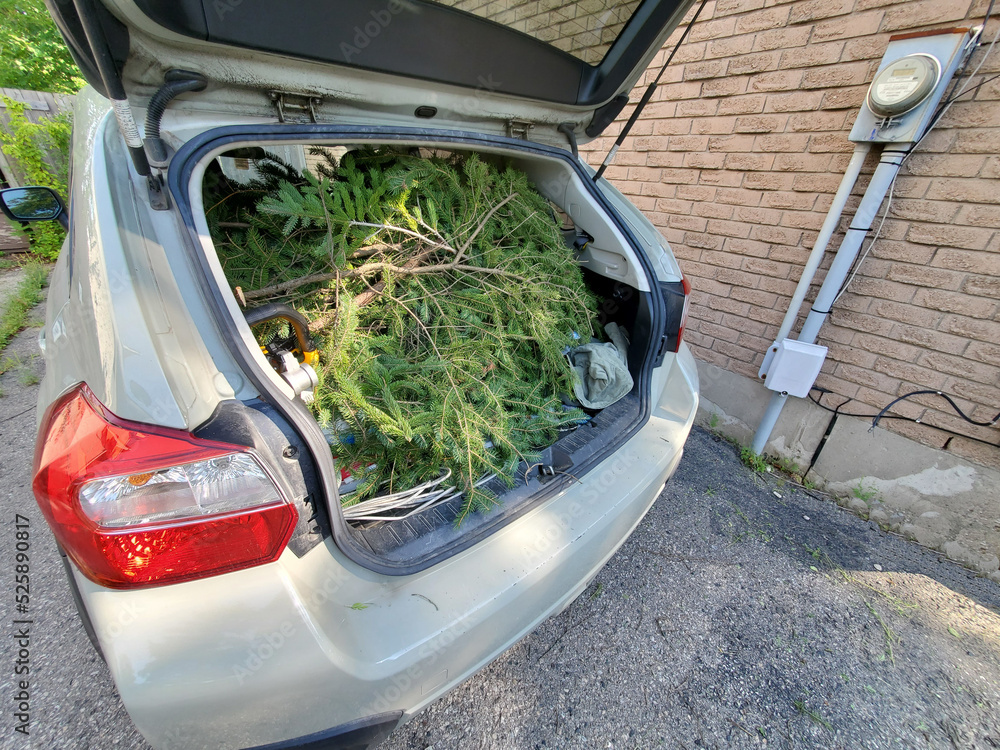 The trunk hatchback filled with yard waste, ready to go to the dump.