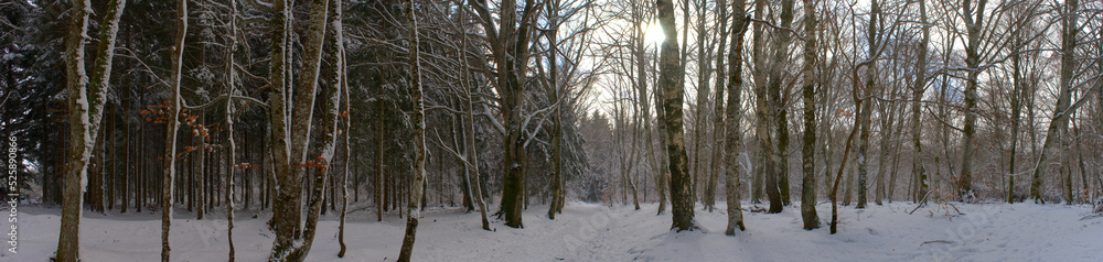 Panoramic view of the snowy forest, Auvergne, Puy-de-Dome Panoramic view of the snowy forest, Auvergne, Puy-de-Dome