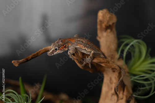Gargoyle gecko on branch