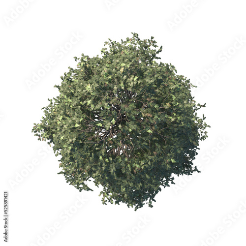 high quality trees from top view realistic 3d render illustrations for architectural landscape planning