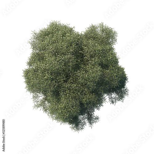 high quality trees from top view realistic 3d render illustrations for architectural landscape planning photo