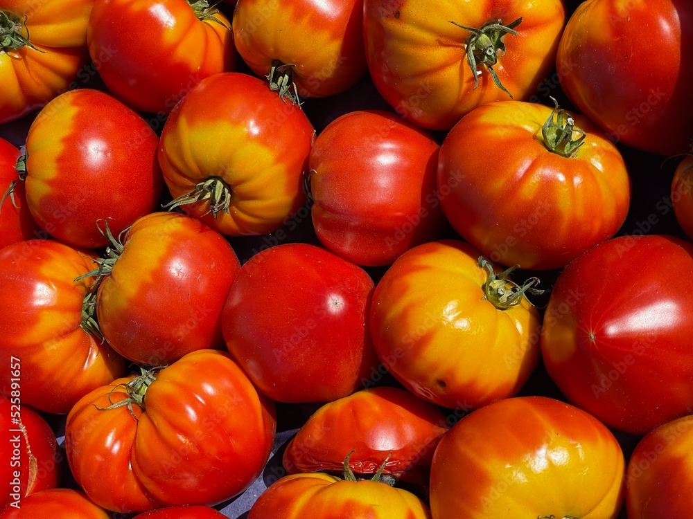 tomates gros plan tomates gros plan