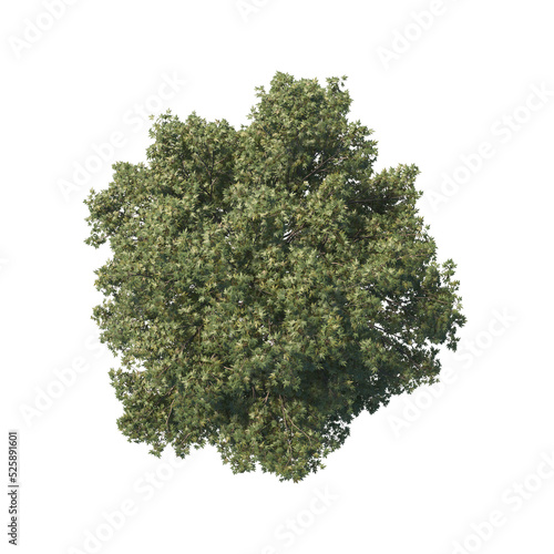 high quality trees from top view realistic 3d render illustrations for architectural landscape planning