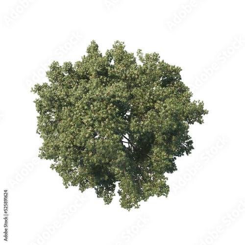 high quality trees from top view realistic 3d render illustrations for architectural landscape planning