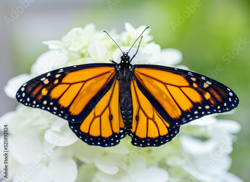 monarch butterfly with it's wings spread open on an white flower