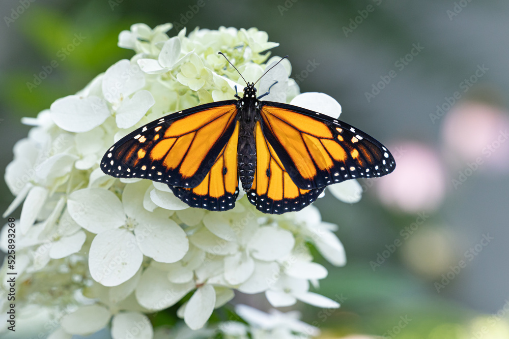 Fototapeta premium Monarch butterfly isolated on white flower