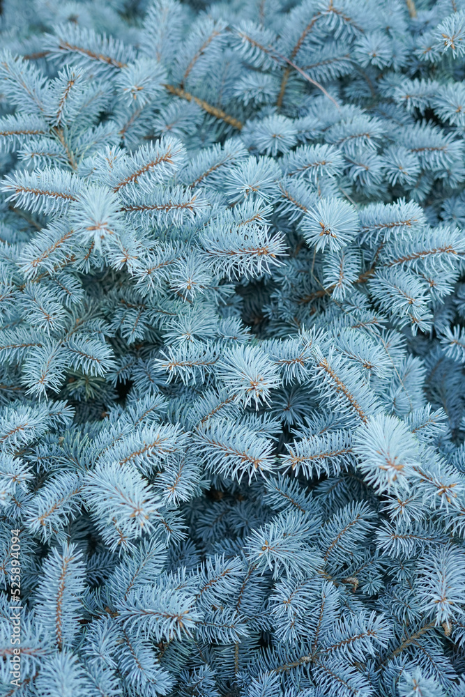 Branches of a coniferous tree. Blue spruce. Creative vintage background. Branches of a coniferous tree. Blue spruce. Creative vintage background.