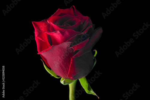 Fototapeta Naklejka Na Ścianę i Meble -  Red rose bloom with side light and black background