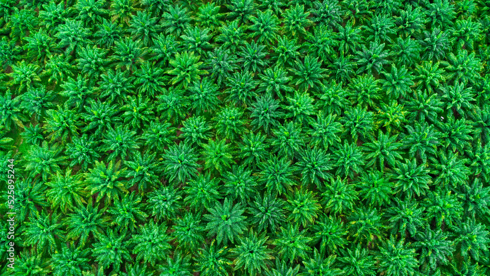 Aerial view of palm oil plantation in Krabi Thailand. Top view of palm trees with sunshine on summer day. Beautiful natural landscape background. Aerial view of palm oil plantation in Krabi Thailand. Top view of palm trees with sunshine on summer day. Beautiful natural landscape background.