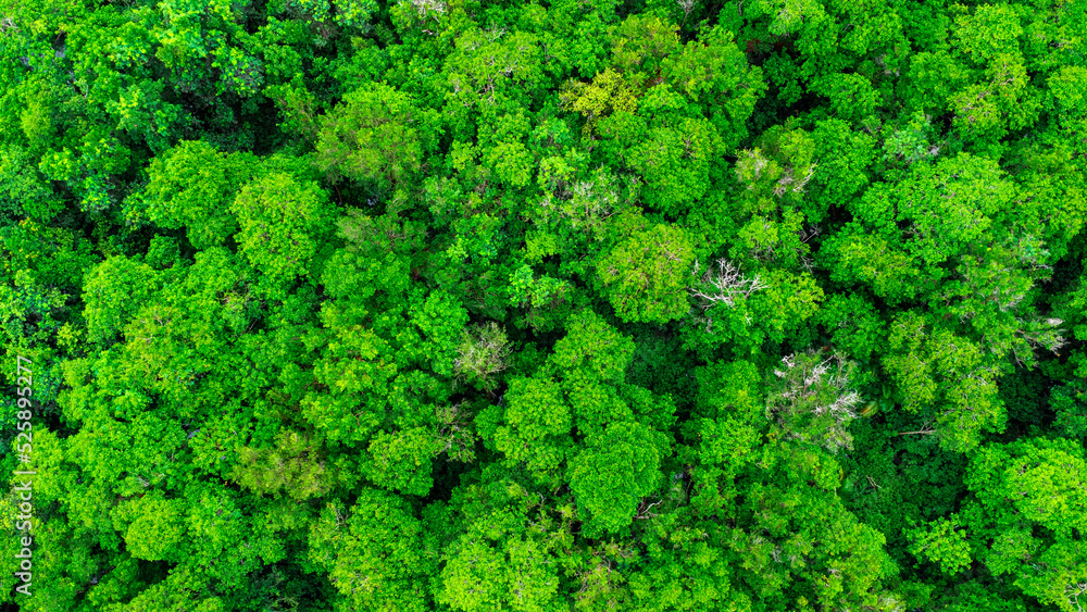 Aerial views of mangrove forests are abundant in southern Thailand. Tha Pom Khlong Song Nam, Krabi, Thailand. Beautiful natural landscape background.