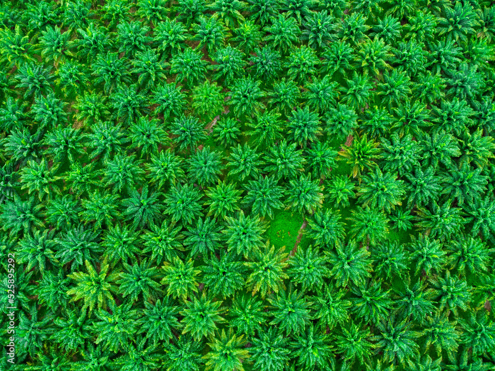 Aerial view of palm oil plantation in Krabi Thailand. Top view of palm trees with sunshine on summer day. Beautiful natural landscape background. Aerial view of palm oil plantation in Krabi Thailand. Top view of palm trees with sunshine on summer day. Beautiful natural landscape background.