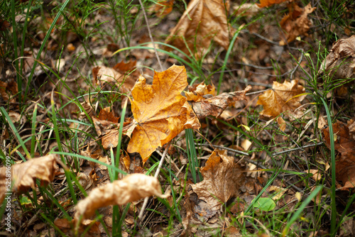 Nature in forest. Plants in autumn.