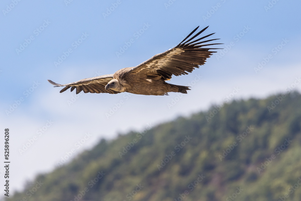 Obraz premium Griffon vulture in flight against a blue sky and clouds