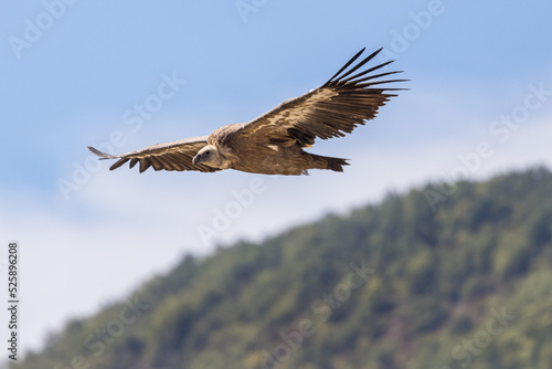 Griffon vulture in flight against a blue sky and clouds