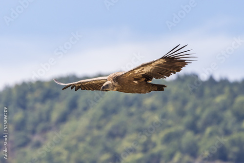Griffon vulture in flight at the Rocher du Caire in Remuzat, France © serge