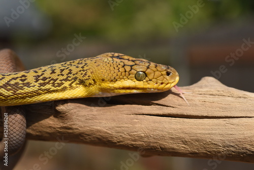 Timor Python (Malayopython timoriensis) photo