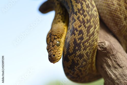 Timor Python (Malayopython timoriensis) photo