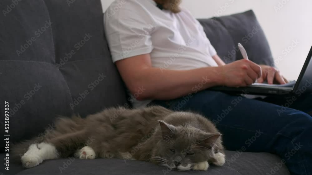 A beautiful gray cat lies on the sofa and naps peacefully next to the owner who works on a laptop and makes notes in a notebook. Remote work in the comfort of your own home. A beautiful gray cat lies on the sofa and naps peacefully next to the owner who works on a laptop and makes notes in a notebook. Remote work in the comfort of your own home.