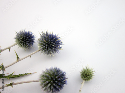   thorn on white paper background. Floral pattern, top view, floral layout.            © mehizm