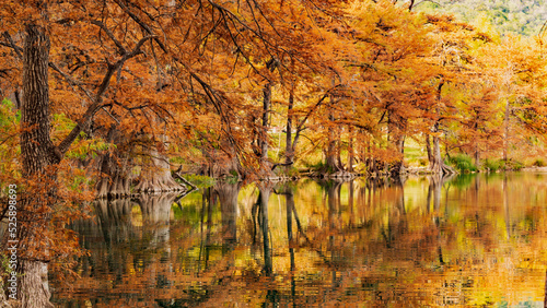 autumn in the forest