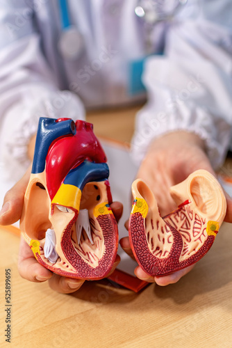 Interior of human heart. Anatomical structure, physiology of the heart. photo