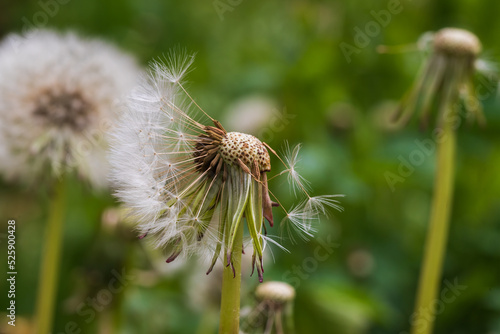 Blooming dandelion on a green field. The background is green with beautiful bokeh.